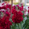 Nyári Viola › Matthiola Incana › Katz Ruby