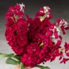 Nyári Viola › Matthiola Incana › Katz Ruby - Image 2