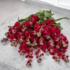 Nyári Viola › Matthiola Incana › Katz Ruby