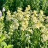 Nyári Viola › Matthiola Incana › Katz Yellow