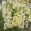 Nyári Viola › Matthiola Incana › Katz Yellow