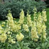 Nyári Viola › Matthiola Incana › Katz Yellow - Image 2