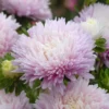 Őszirózsa › Callistephus Chinensis › King Size Appleblossom