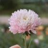 Őszirózsa › Callistephus Chinensis › King Size Appleblossom