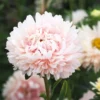 Őszirózsa › Callistephus Chinensis › King Size Apricot