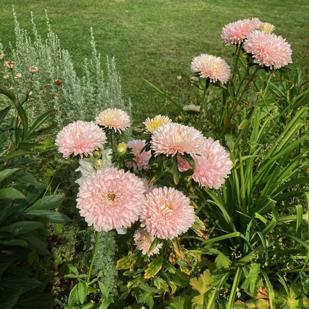 Őszirózsa › Callistephus Chinensis › King Size Apricot - Image 4
