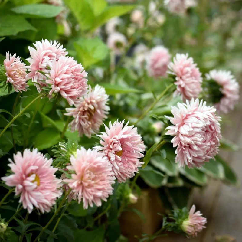 Őszirózsa › Callistephus Chinensis › King Size Apricot