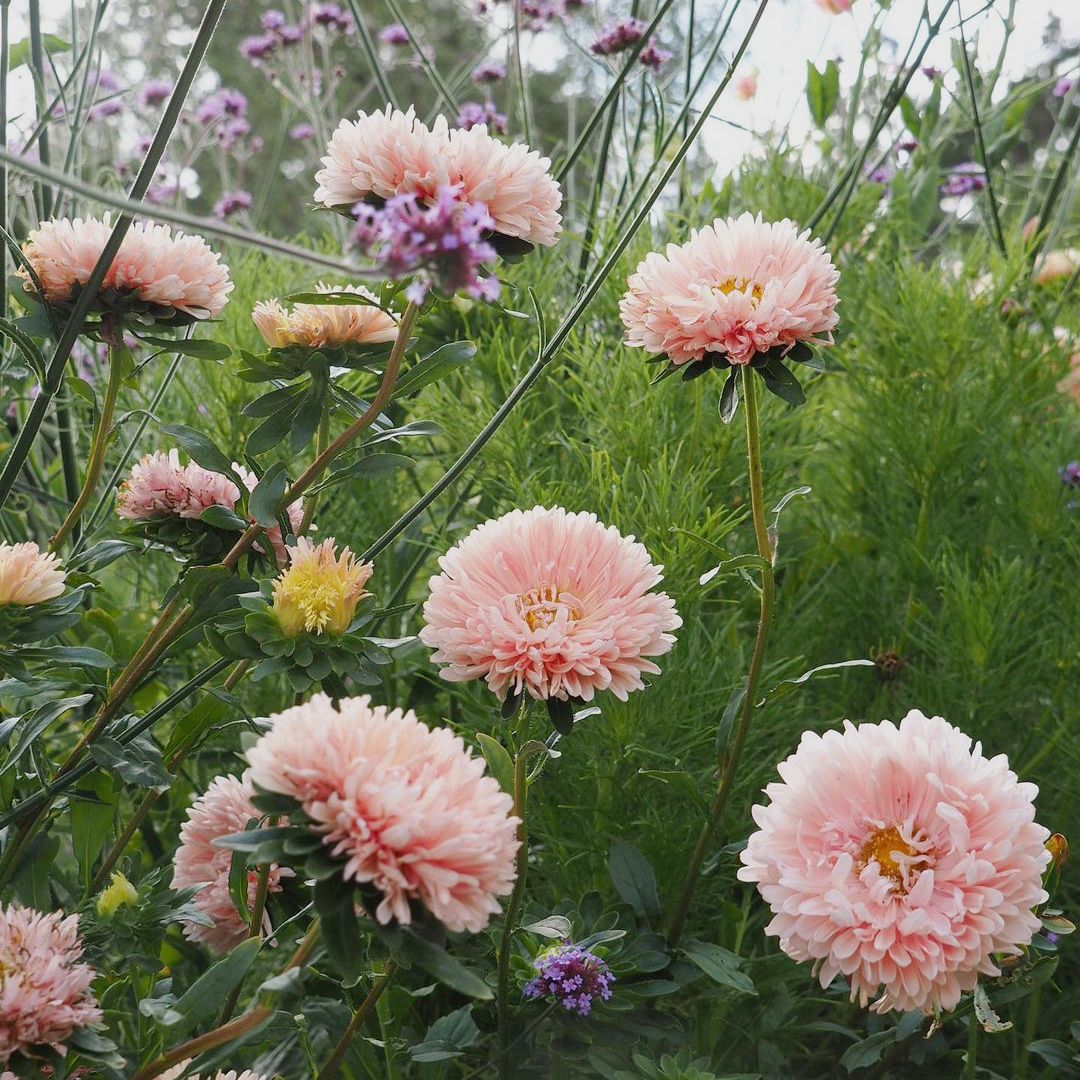 Őszirózsa › Callistephus Chinensis › King Size Apricot - Image 3