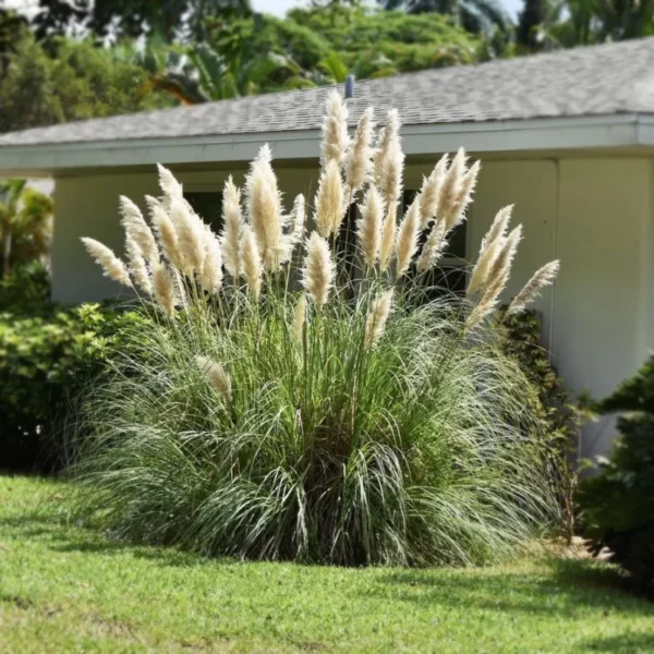 Ezüstös Pampafű › Cortaderia Selloana