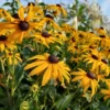 Kúpvirág › Rudbeckia Fulgida › Goldsturm - Image 2