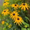 Pompás Kúpvirág › Rudbeckia Fulgida › Goldsturm