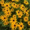 Kúpvirág › Rudbeckia Fulgida › Goldsturm - Image 3
