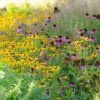 Kúpvirág › Rudbeckia Fulgida › Goldsturm
