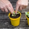 Kúpvirág › Rudbeckia Fulgida › Goldsturm palánta
