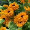 Kúpvirág › Rudbeckia Hirta › Goldilocks