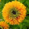 Kúpvirág › Rudbeckia Hirta › Goldilocks
