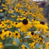 Kúpvirág › Rudbeckia Triloba