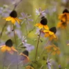 Kúpvirág › Rudbeckia Triloba - Image 2