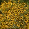 Kúpvirág › Rudbeckia Triloba - Image 3