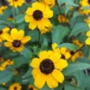 Kúpvirág › Rudbeckia Triloba