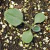 Kúpvirág › Rudbeckia Triloba palánta