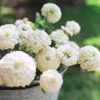 Rézvirág › Zinnia Elegans › Oklahoma White - Image 2