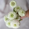 Rézvirág › Zinnia Elegans › Oklahoma White