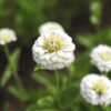 Rézvirág › Zinnia Elegans › Oklahoma White