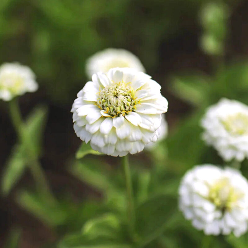 Rézvirág › Zinnia Elegans › Oklahoma White