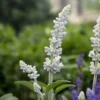 Lisztes zsálya › Salvia Farinacea › Evolution White