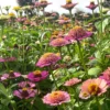 Rézvirág › Zinnia Elegans › Cresto Peaches & Cream