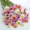 Rézvirág › Zinnia Elegans › Cresto Peaches & Cream