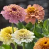 Rézvirág › Zinnia Elegans › Cresto Peaches & Cream
