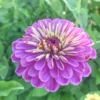 Rézvirág › Zinnia Elegans › Dream