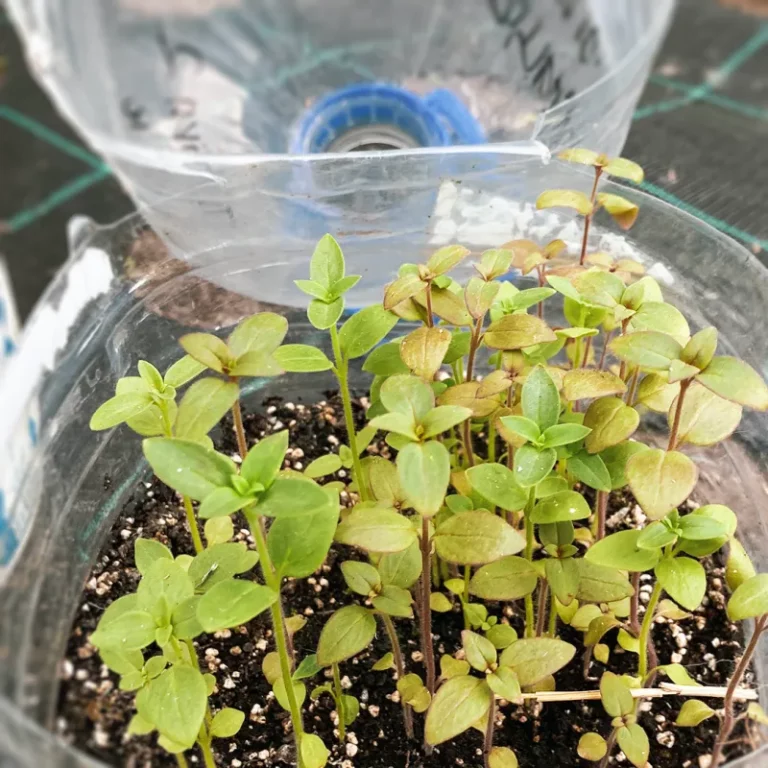 Téli vetés: Hogyan ültessünk virágokat télen?