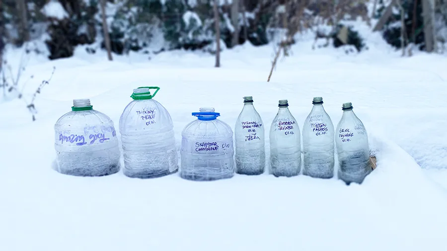 Téli vetés: Hogyan ültessünk virágmagokat télen?