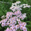 Szibériai Cickafark › Achillea Sibirica › Love Parade