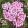 Szibériai Cickafark › Achillea Sibirica › Love Parade - Image 5