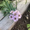 Szibériai Cickafark › Achillea Sibirica › Love Parade - Image 4