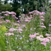 Szibériai Cickafark › Achillea Sibirica › Love Parade - Image 3