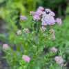 Szibériai Cickafark › Achillea Sibirica › Love Parade - Image 2