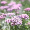 Szibériai Cickafark › Achillea Sibirica › Love Parade