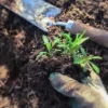 Szibériai Cickafark › Achillea Sibirica › Love Parade palánták
