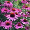 Kasvirág › Echinacea Purpurea › Rubinstern
