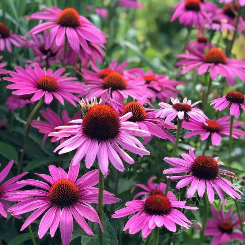 Kasvirág › Echinacea Purpurea › Rubinstern