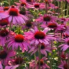Kasvirág › Echinacea Purpurea › Rubinstern