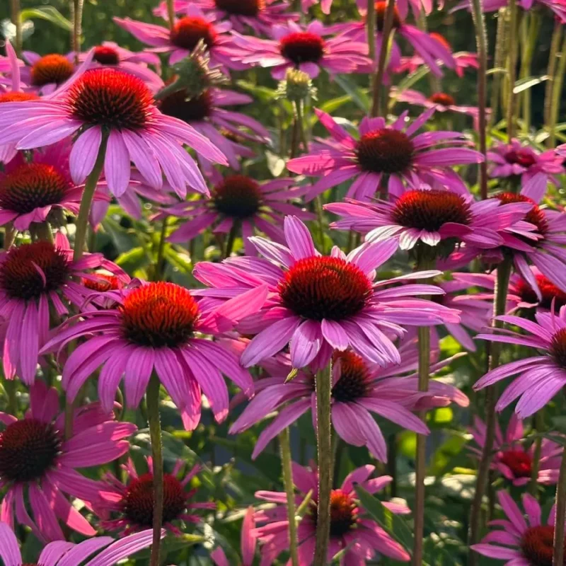 Kasvirág › Echinacea Purpurea › Rubinstern