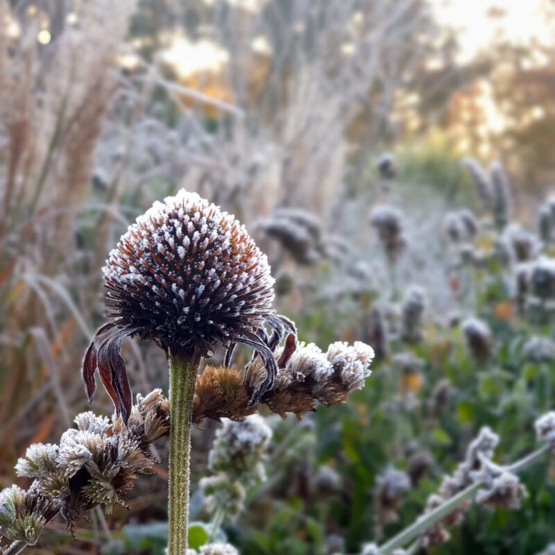 Kasvirág › Echinacea Purpurea › Rubinstern télen