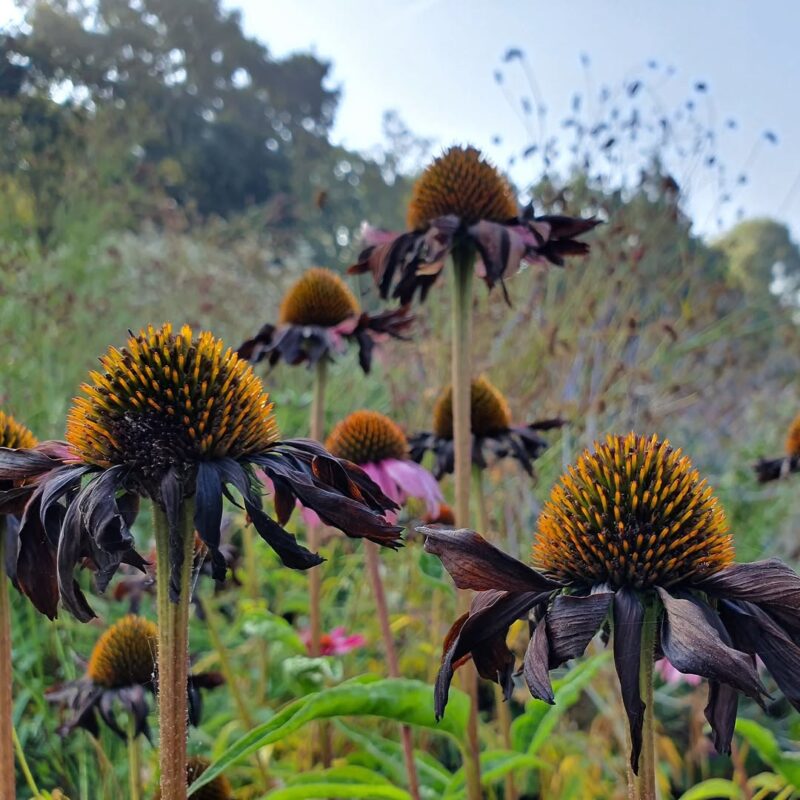 Kasvirág › Echinacea Purpurea › Rubinstern ősszel