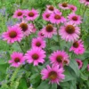 Kasvirág › Echinacea Purpurea › Rubinstern - Image 3